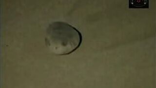 Sexy Girls in jacuzzi porn video